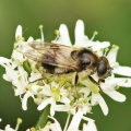 Cheilosia illustrata, female, hoverfly, Alan Prowse